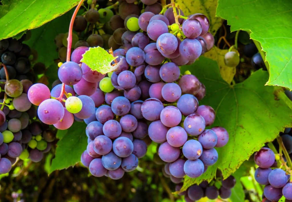 Benefícios da uva